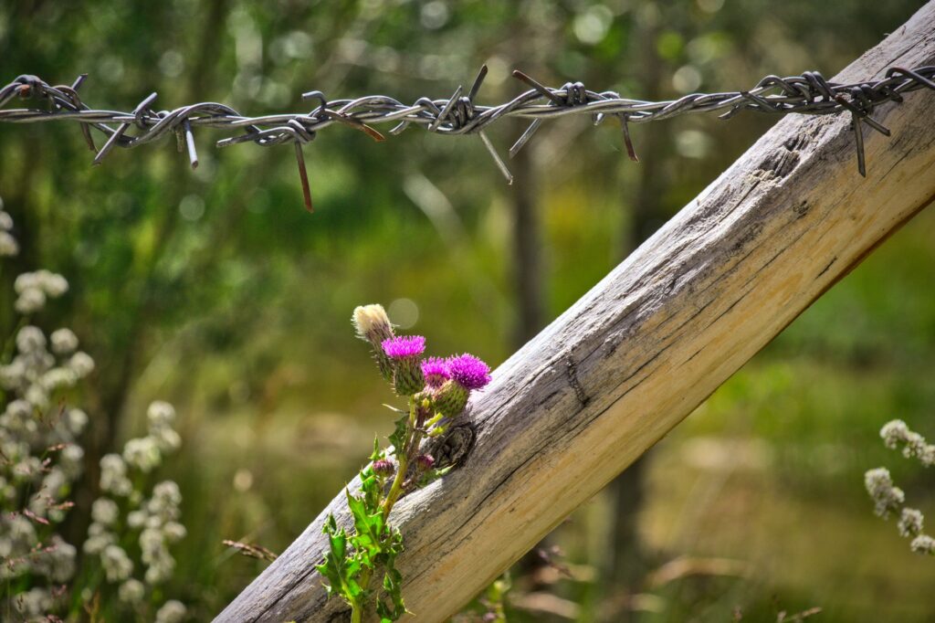 Hopeful flower