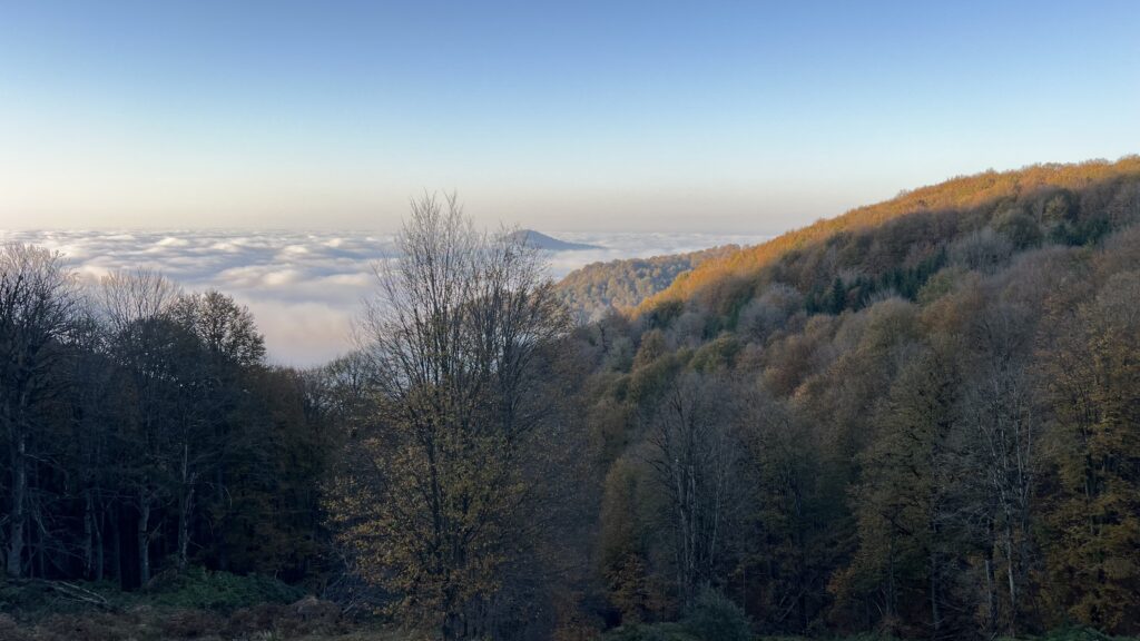 A stunning panoramic view of a mountain landscape above a thick layer of clouds. The sky is a clear, bright blue near the top, fading to a pale blue-white at the horizon. The slopes in the foreground are covered in deciduous trees, many with bare branches or muted autumn colors like deep gold and brown. A patch of the distant hillside is brightly lit by the sun, contrasting with the shadowed foreground. The vast, flat layer of white clouds fills the valley below, looking like a serene, endless sea.