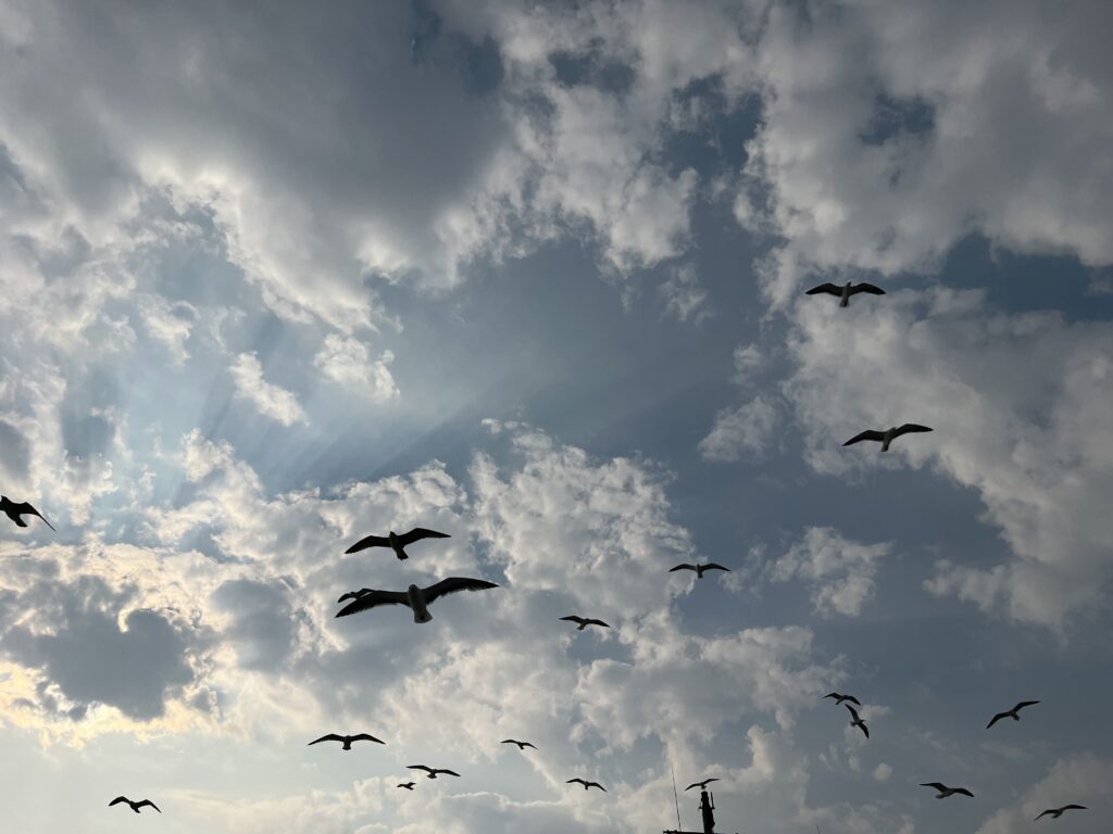 A sky view filled with seagulls flying at different heights against a partly cloudy blue sky. Sunlight streams through the clouds, creating soft rays of light, while the birds appear as dark silhouettes in motion.